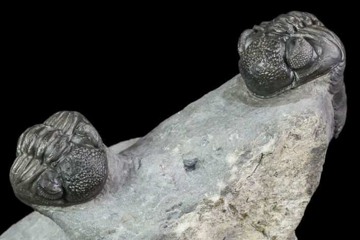 Three Adrisiops Weugi Trilobites - Morocco #90704